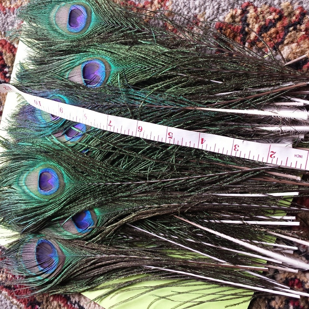 PEACOCK Feathers - Picture 4 of 4
